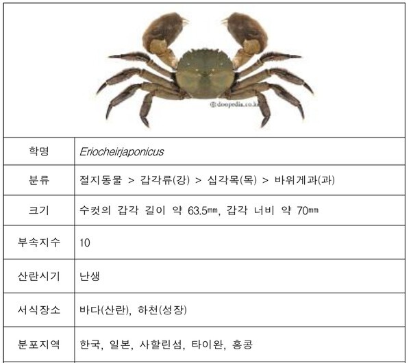 낙동강 하구에 어린 동남참게 10만 마리방류, 청년세대 동참